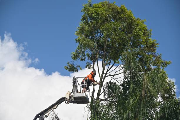 Trusted Byron, CA Tree Services Experts